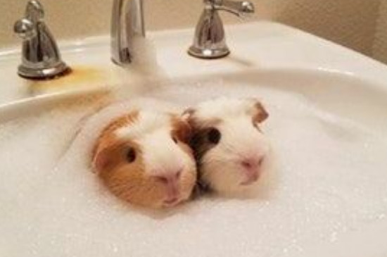 荷兰鼠怎么洗澡