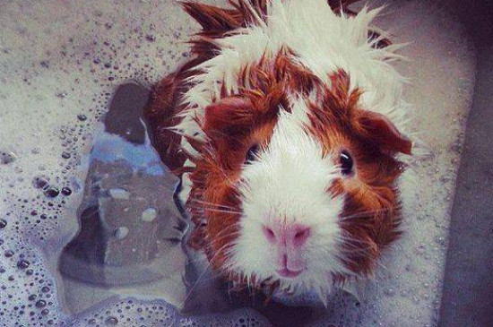 荷兰鼠怎么洗澡