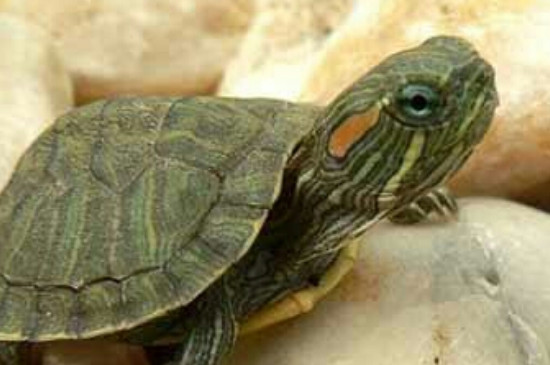 巴西龟干养一晚能死吗