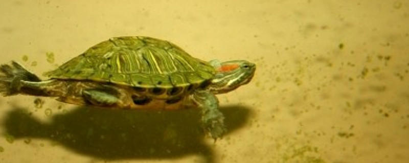 巴西龟几天换一次水