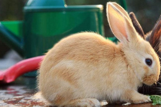 兔子可以用水洗澡吗