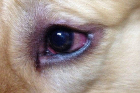 小狗眼睛红了是怎么回事
