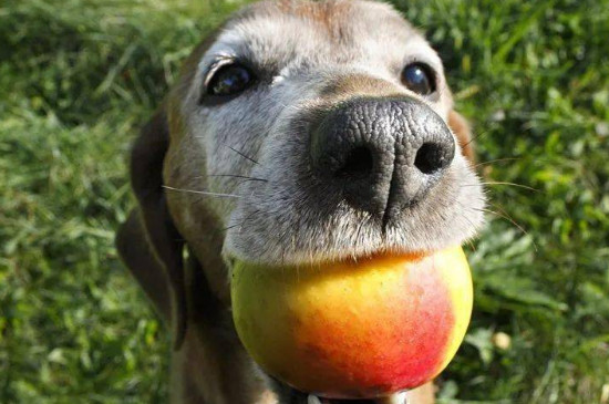 狗可以吃油桃吗