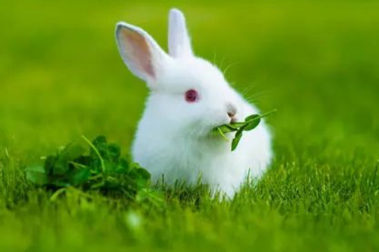 兔子打蔫不吃不喝得了什么病