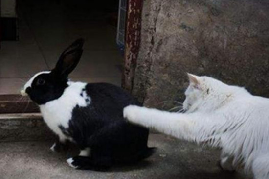 猫会攻击兔子吗