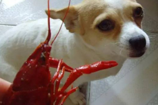 狗能吃小龙虾吗