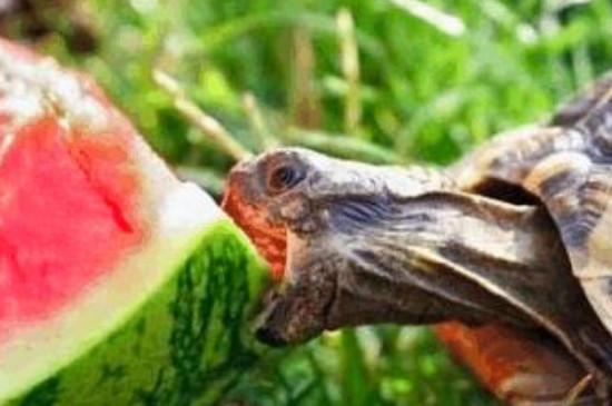 乌龟能吃西瓜吗