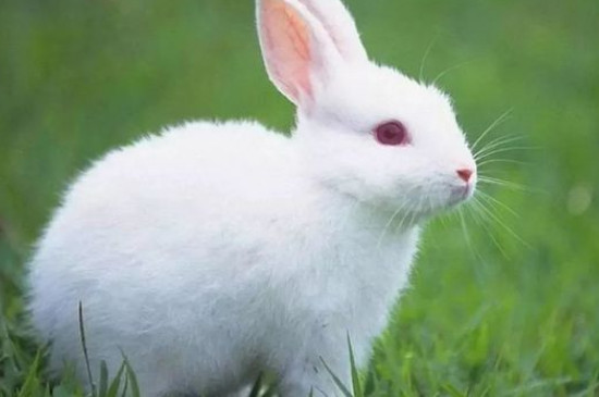 兔子眼睛发炎能自愈吗