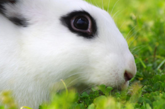 兔子眼睛发炎能自愈吗