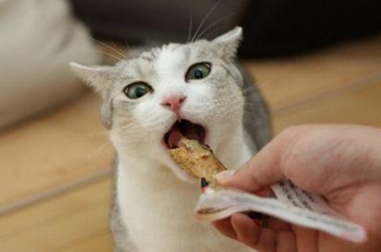 猫吃什么食物