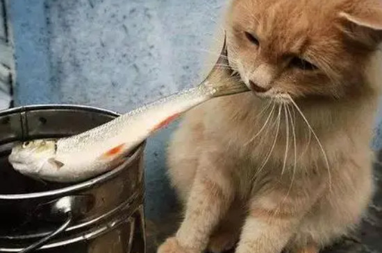 猫吃什么食物