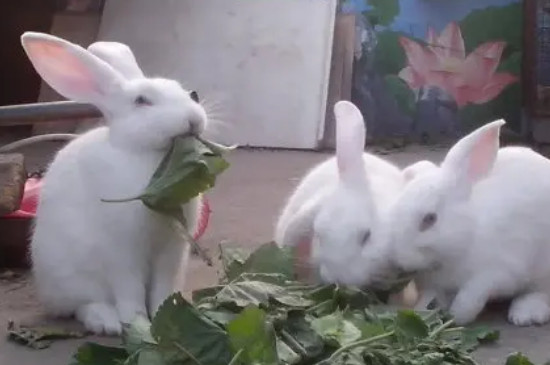兔子吃了塑料能排出来吗