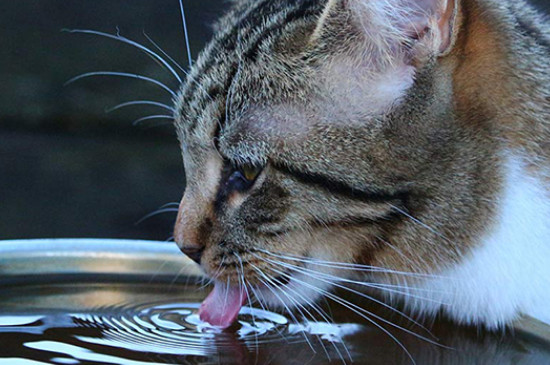 猫咪能喝自来水烧的凉开水吗