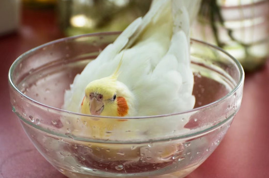 鹦鹉可以洗澡吗,怎么洗