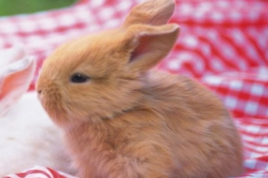 兔子可以吃番茄吗