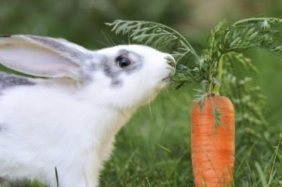 兔子喜欢吃胡萝卜吗