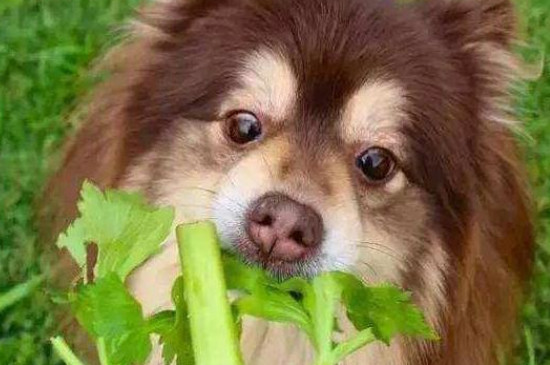 狗狗吃了一点熟韭菜怎么办