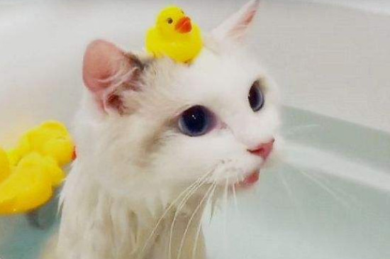 猫洗澡要注意哪些