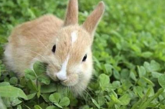 兔子可以吃什么草