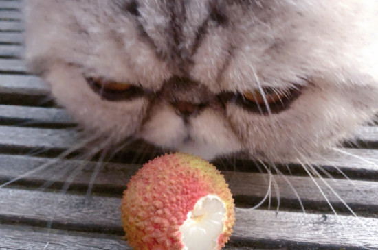 猫能吃荔枝吗