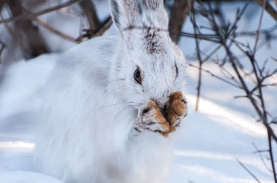 兔子冬天吃什么