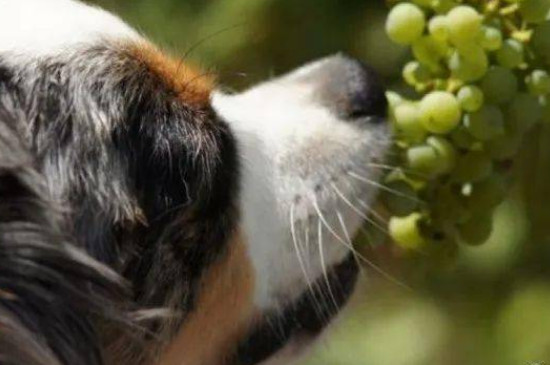为什么狗狗不能吃葡萄