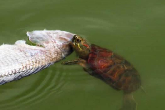 乌龟吃小鱼吗
