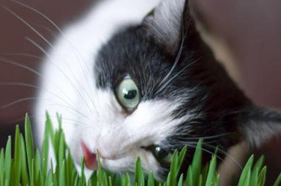 驱蚊草对猫咪有害吗