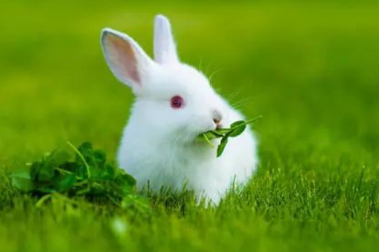 出生15天的兔子能吃什么
