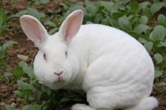 兔子能吃杨梅吗