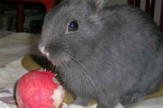 兔子可以吃桃子吗