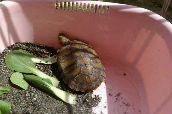 乌龟几月份开始吃食