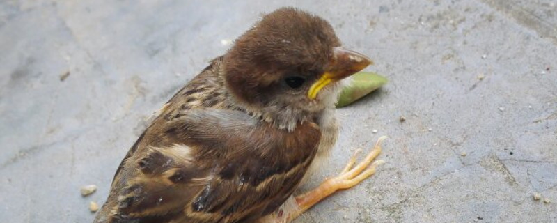 小麻雀多久不喂会饿死