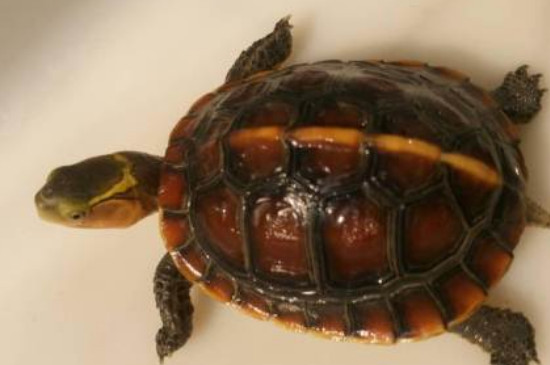 黄缘龟的养殖方法和注意事项