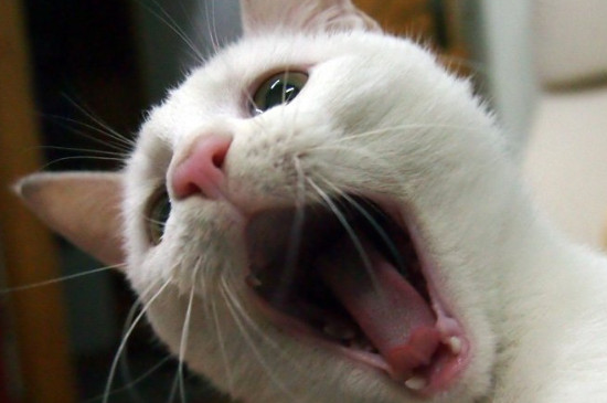 猫咪一直吐舌头喘气是怎么回事