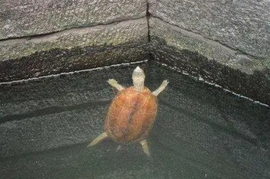 小乌龟龟壳变软怎么办