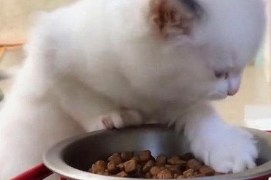 猫粮放在碗里多久过期