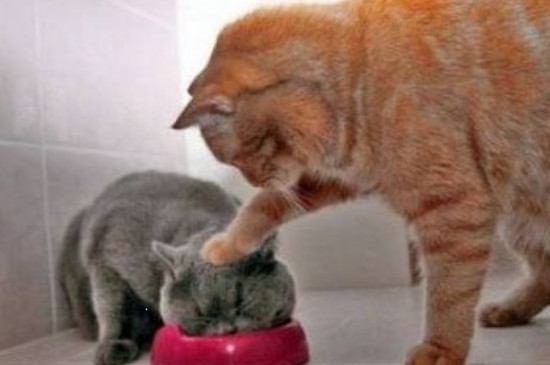 猫粮放在碗里多久过期