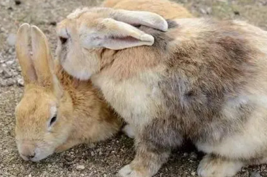 兔子发烧有什么症状