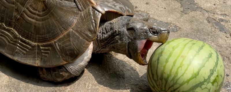亚巨龟怎么养