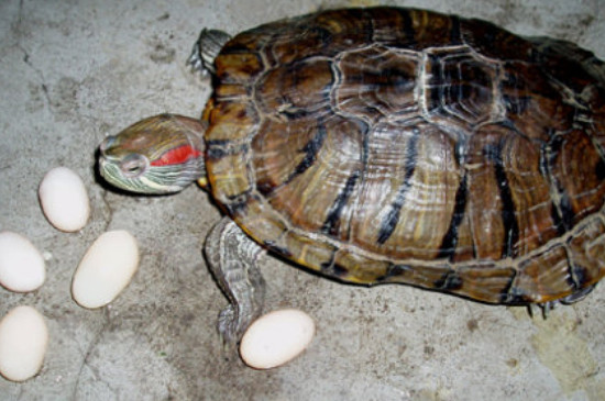 乌龟蛋多久可以孵出来
