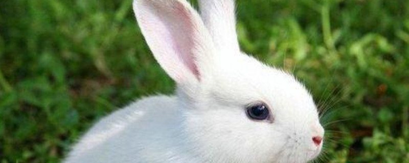 兔子能吃荔枝吗
