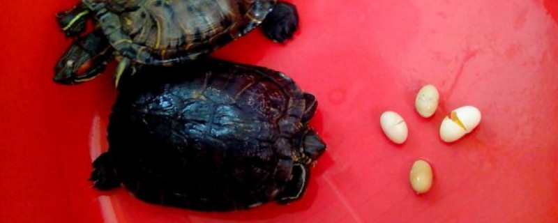草龟多大可以繁殖?