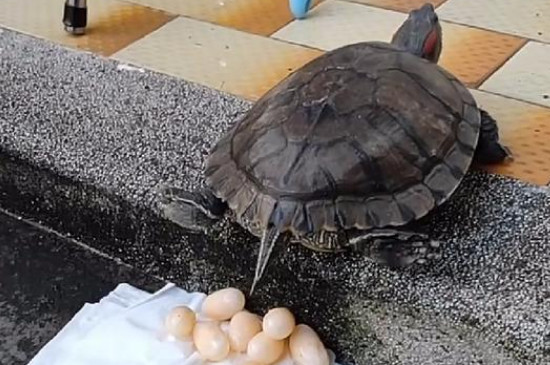 草龟多大可以繁殖?