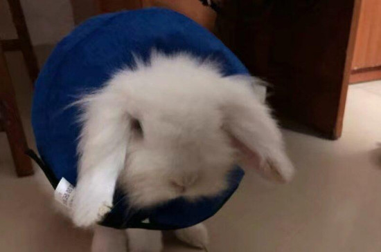 兔子耳朵长癣怎么治疗