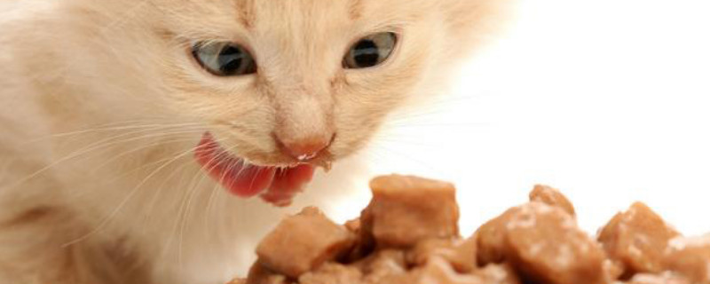 猫咪益生菌的正确吃法