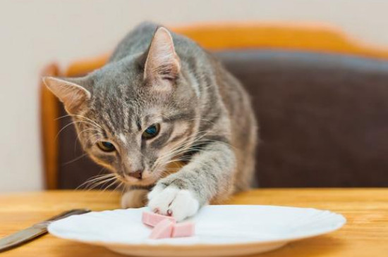 猫咪益生菌的正确吃法