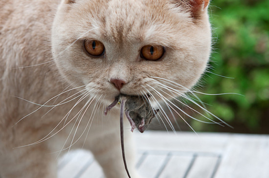 猫喜欢吃老鼠吗