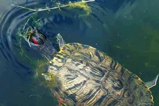 乌龟漂浮在水面上是怎么回事