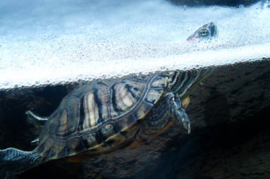 乌龟漂浮在水面上是怎么回事